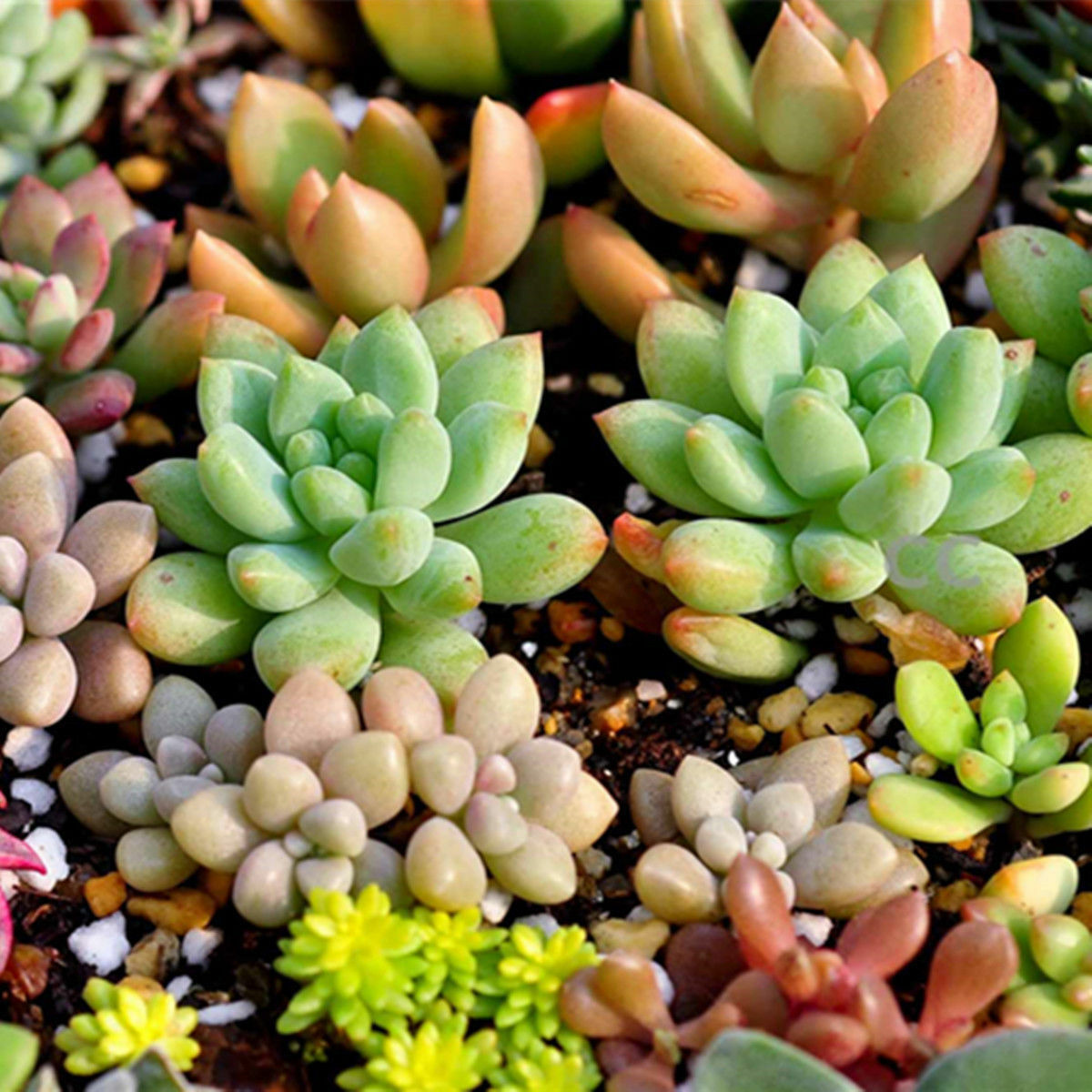 100PCS Mixed Succulents Seeds Rare Succulent Potted Plant Seed Home Garden Decor Other Plants