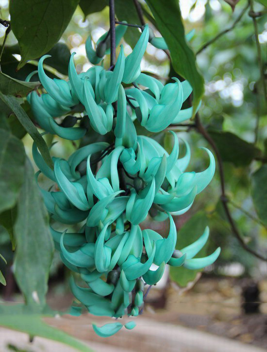 “ 5 seeds Heirloom Jade Vine 'Strongylodon Macrobotrys' Flower Seeds GIM “