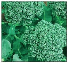 1000 Seeds Broccoli Seeds NON-GMO Heirloom Fresh Garden Seeds - $18.00