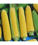 Corn, Golden Beauty, Heirloom, Non-GMO,200 Seeds, Delicious, Golden and ... - £3.95 GBP