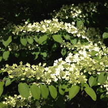 Japanese Snowball Viburnum Bush image 5