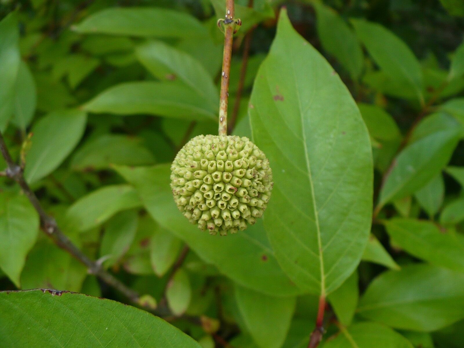 50-seeds-buttonbush-cephalanthus-occidentalis-seeds-bulbs