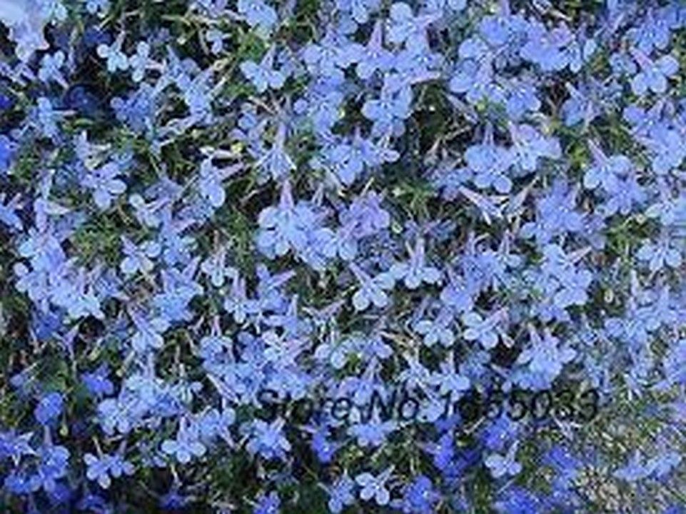 Lobelia Blue Carpet 100 Seeds Seeds