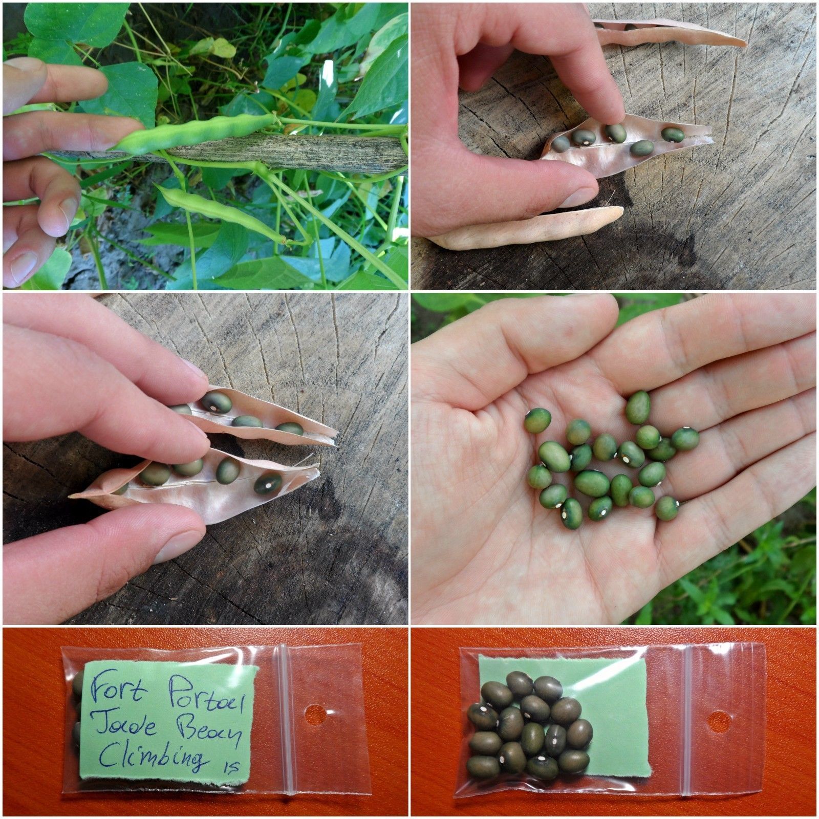 Climbing Bean ''Fort Portal Jade'' ~15 Top Quality Seeds - MEGA RARE ...