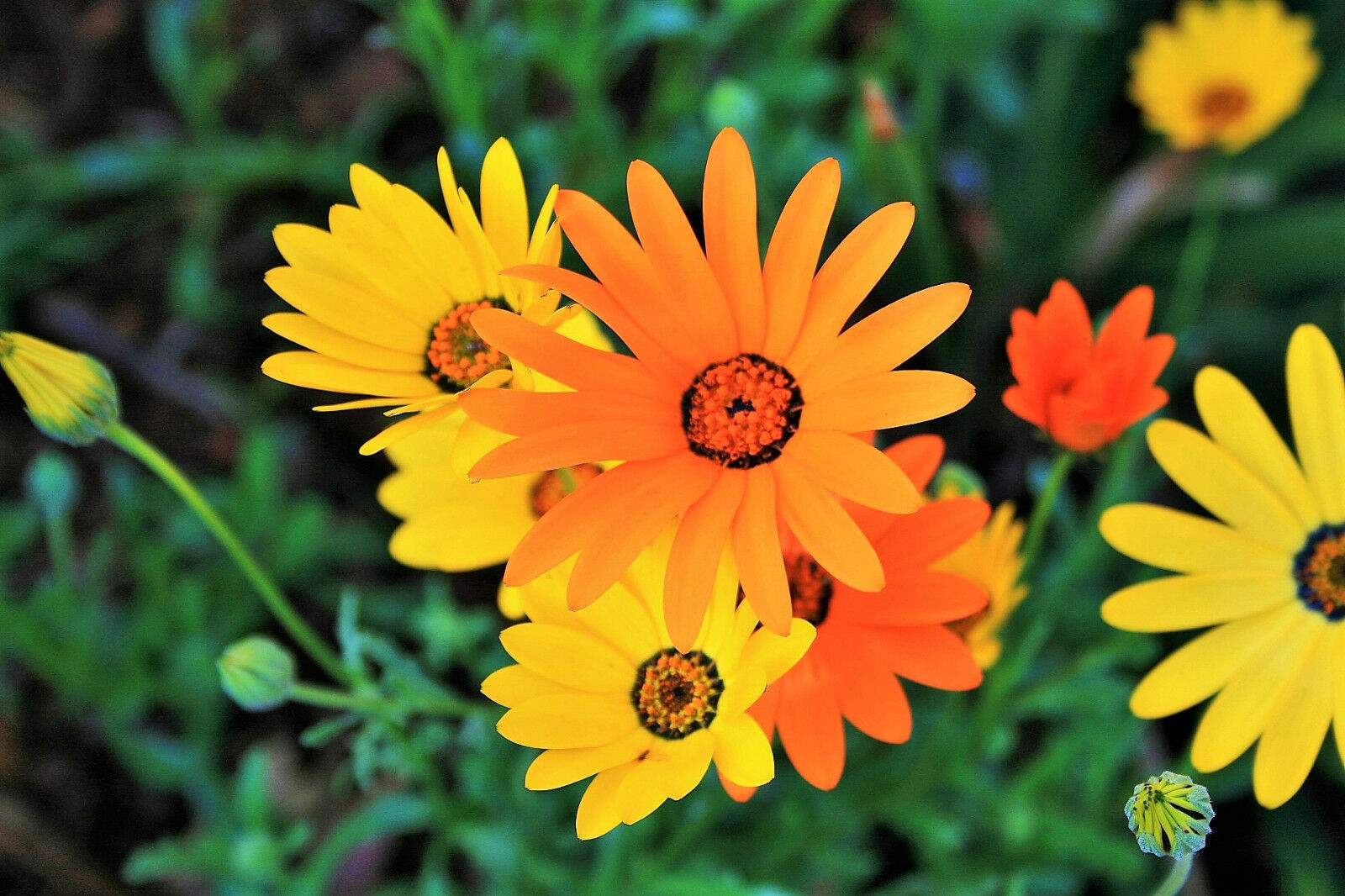 Primary image for 1000 Seeds MIXED AFRICAN DAISY DAISIES Dimorphotheca aka Cape Marigold Flower