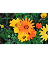 1000 Seeds MIXED AFRICAN DAISY DAISIES Dimorphotheca aka Cape Marigold Flower - $17.05