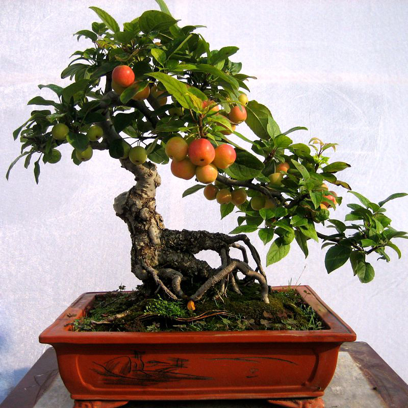 20 Pcs Fig Tree Bonsai Seeds Easy To Grow High Nutrition For Home