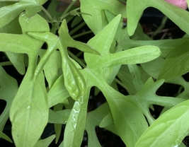 1 Live Plant - Ipomoea Sweet Potato Vine - Green in a 3" Pot #HWG13 - $21.99