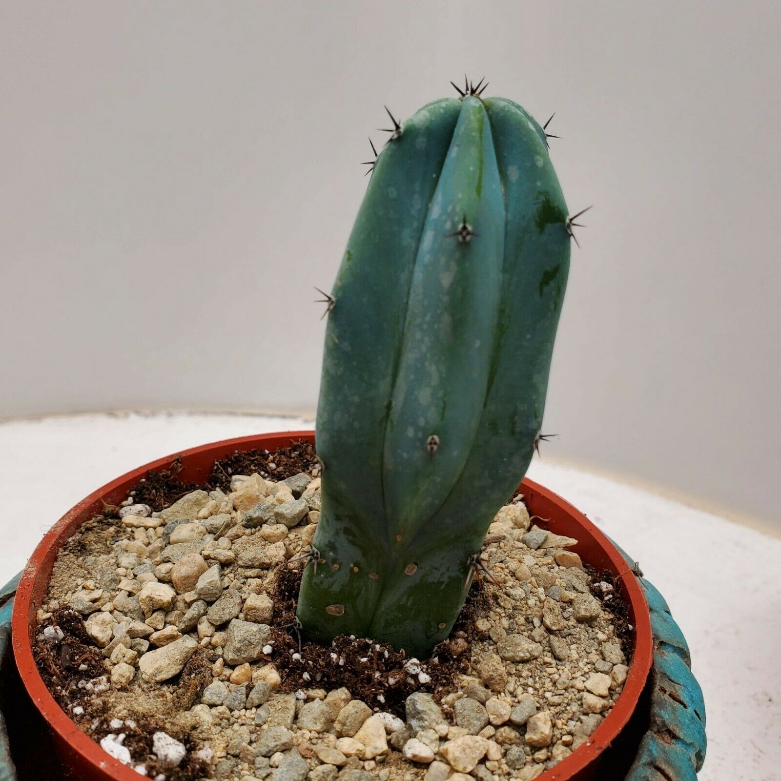 Myrtillocactus geometrizans “blue candle” cactus cacti succulent plant