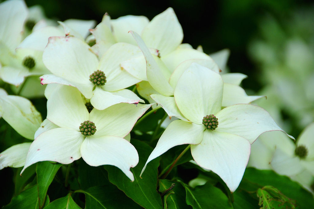 RARE CORNUS KOUSA @j@ chinese dogwood tree white flowers red fruit seed ...