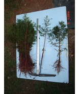 1 bald Cypress Tree Pre-Bonsai or Landscape - Taxodium distichum - $70.99