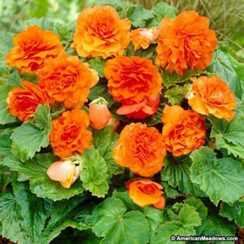 Begonia Tuberosa Double Orange 25 Seeds Plants & Seedlings