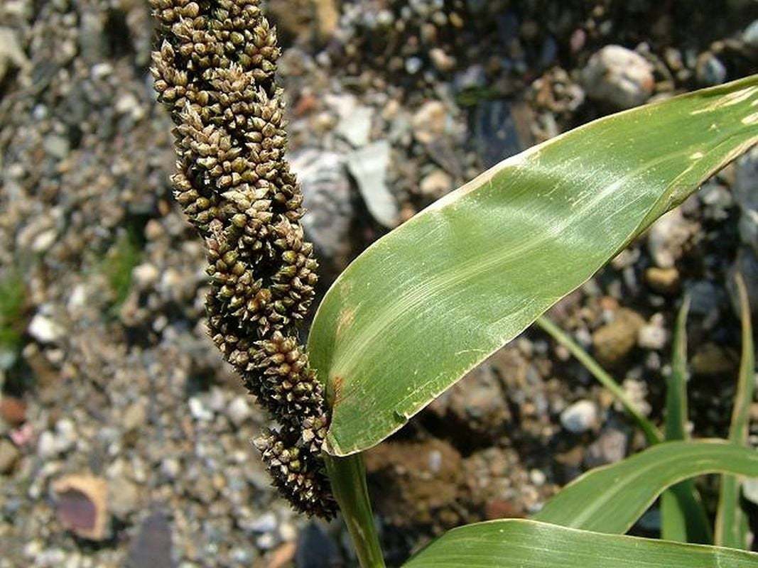 Japanese Millet Seeds (25 Seeds) and 50 similar items