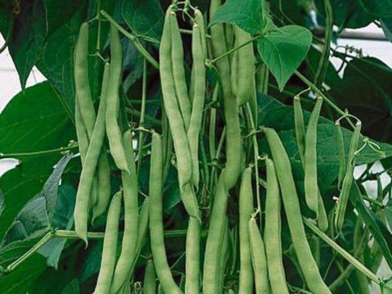 Green Bean Seeds, Blue Lake Bush 274, NONGMO, Variety Sizes Sold, FREE