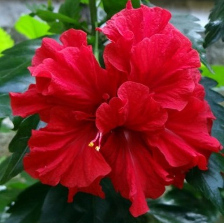 1 Starter Plant 4 Tall Double Hibiscus Plant, Double Red Hibiscus Flower - DL