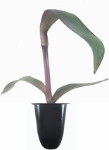 Purple Heart | Setcreasea Pallida Tradescantia |Live Plants| Blooming Wa... - $27.64+