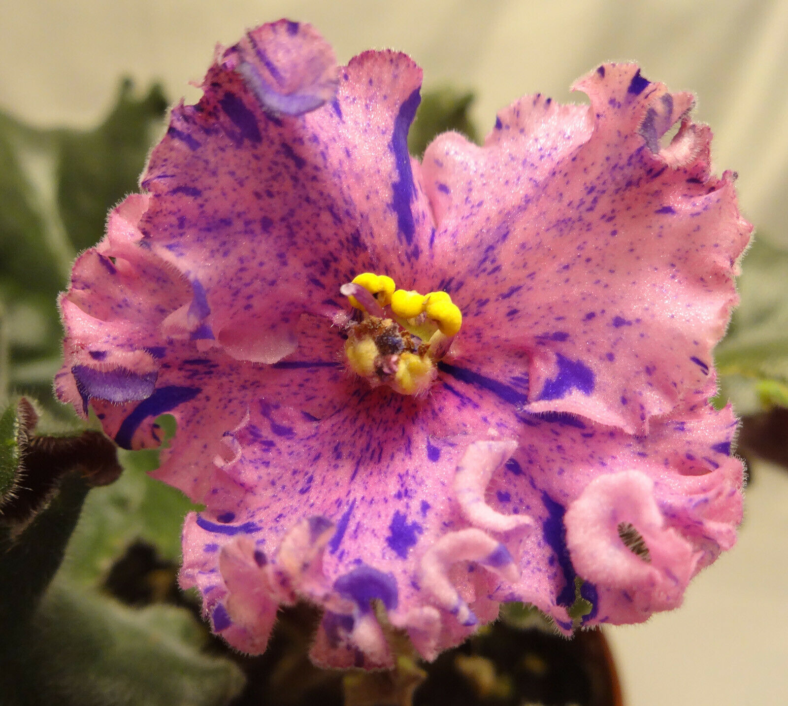African violet Harmony's Mustang Sally live plant in pot