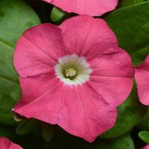 150 Pelleted Petunia Seeds Carpet Rose FLOWER SEEDS - Outdoor Living - $56.99