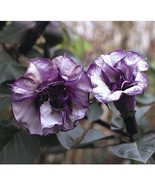 Datura &#39;Purple Queen&#39; double flower x 10 seeds - $6.00
