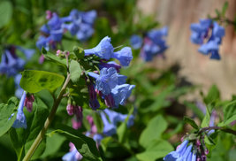 Virginia Bluebell wild flower 5 root- shade lover (Mertensia) image 3