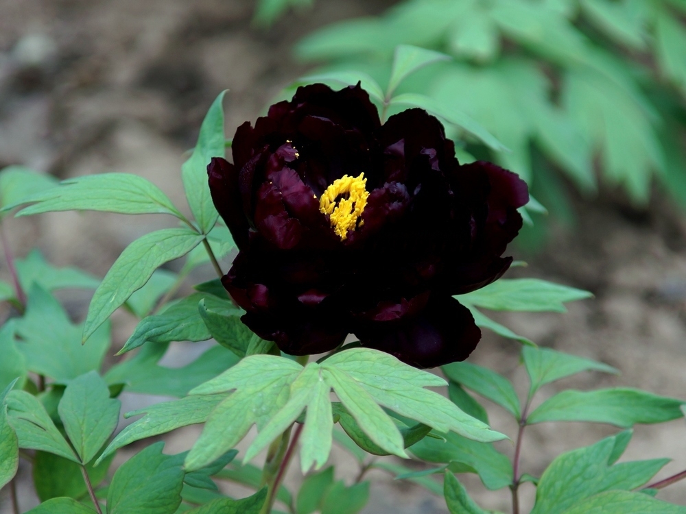 Black Subshrubby Peony Flower Seeds 5 Seeds / Pack, Paeonia Suffruticos ...