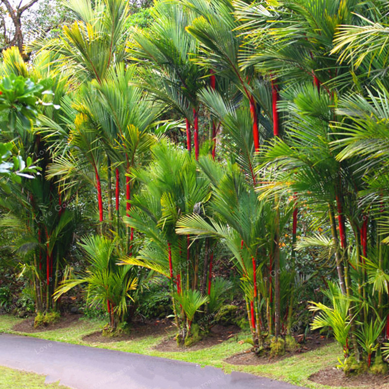 Lipstick Palm Seeds Cyrtostachys Renda Tree Red Sealing Wax Palm Seed