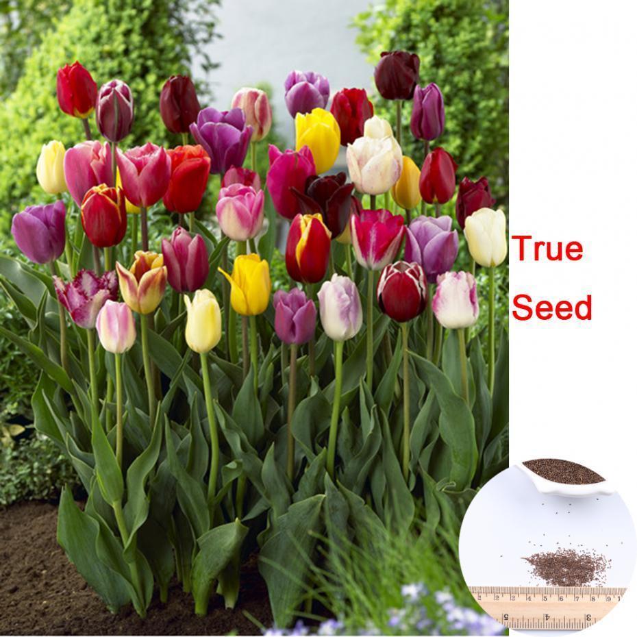 100Seeds Tulip Seeds,tulipa Gesneriana,potted flower rose