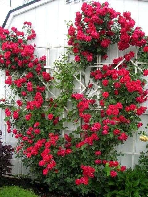 Primary image for 5 Pcs Red Climbing Rose Seeds #MNSF