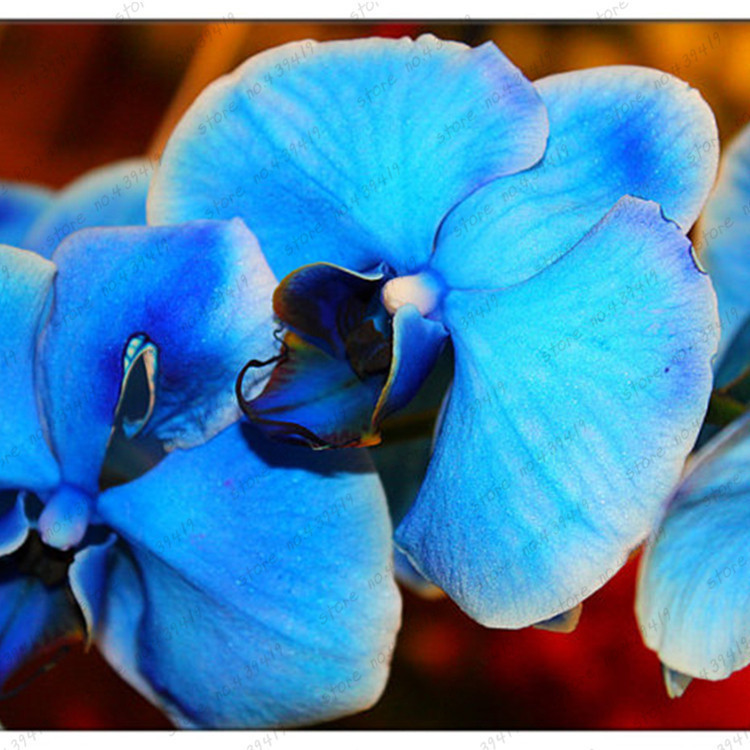 Blue Butterfly Orchid Seeds, fragrant pretty light up garden, 100 seeds ...