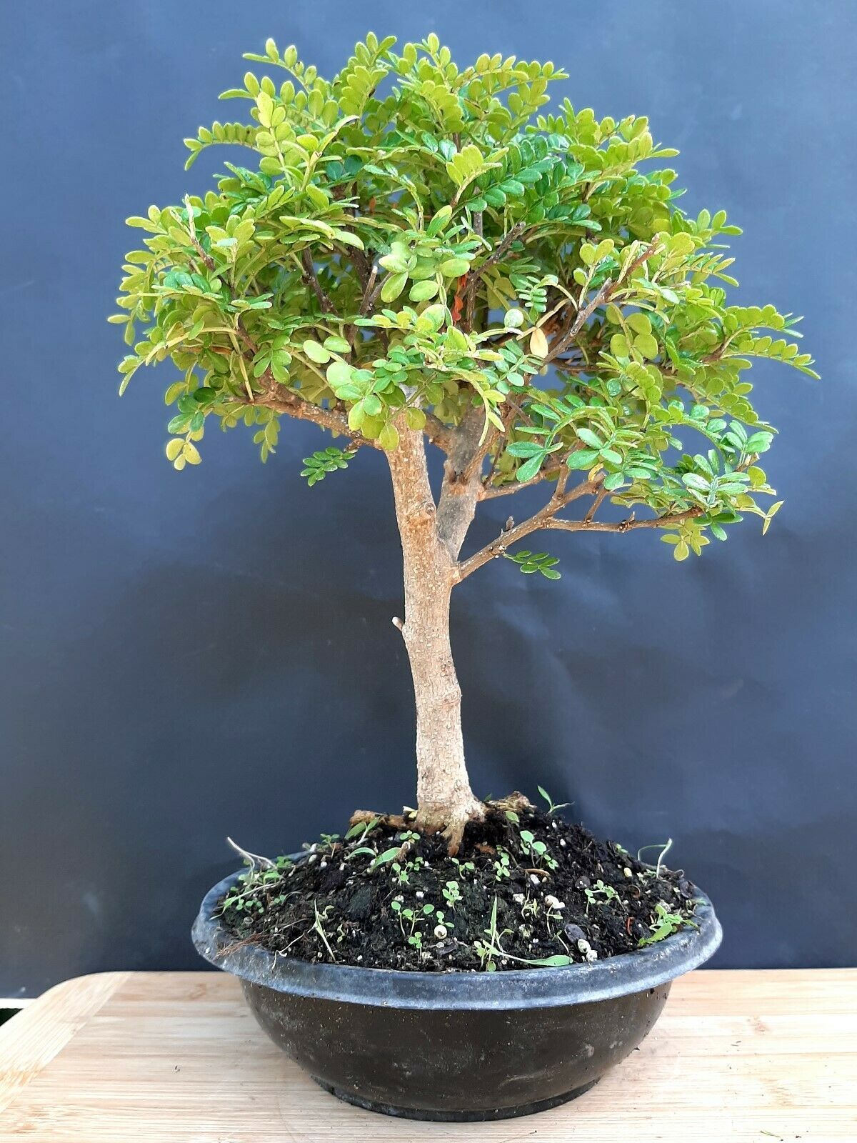  Chinese  pepper bonsai  Sichuan Pepper A 20 year old 