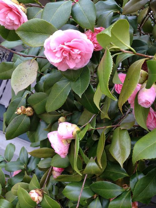 Camellia Japonica Debutante Pink Quart Pot Live Plant Bushes & Shrubs