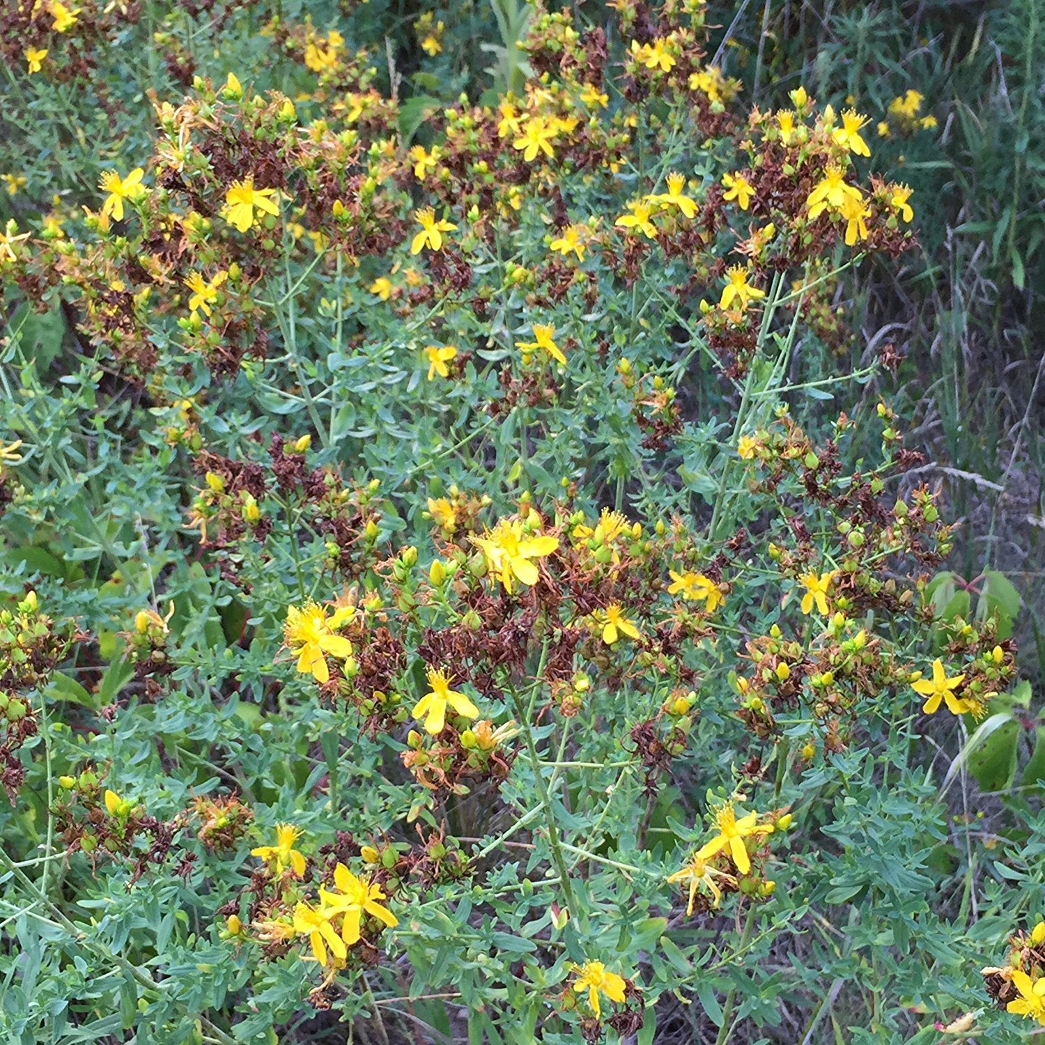 St. John's Wort Seeds (Hypericum perforatum) 200+ Medicinal Herb Seeds