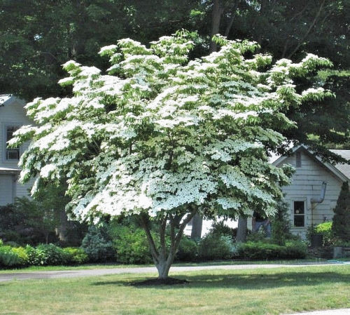 CORNUS KOUSA, chinese dogwood tree white flowers red fruit plant seed ...