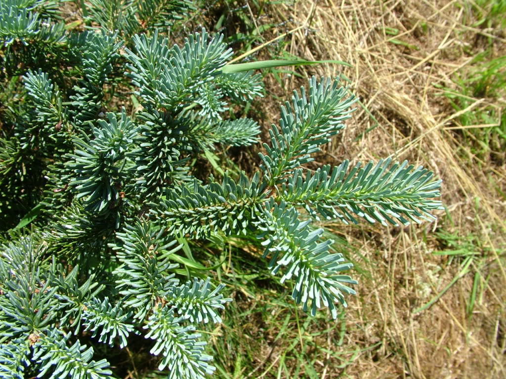 Blue Balsam Fir Abies Balsamea Cooks Blue, Tree Seeds (Fragrant ...