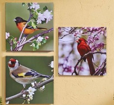 Bird Framed Prints Stretched Canvas Set of 3 Cardinals Oriole Outdoor 20" x 20"