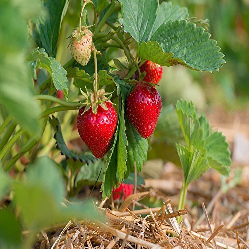 Quinalt Everbearing 10 Live Strawberry Plants, NON GMO,