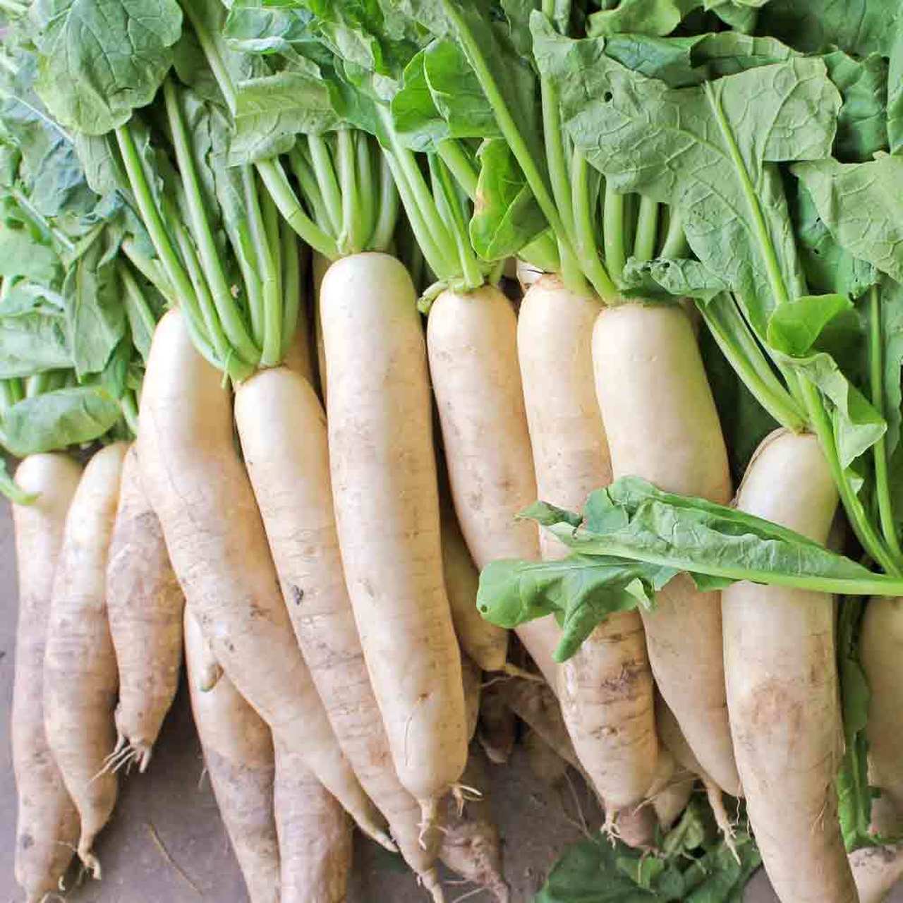 Daikon Radish Seeds, 1 LB, Deer Food Plot, Extremely Large Radish, FREE