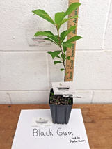 Black Gum tree quart pot  image 3