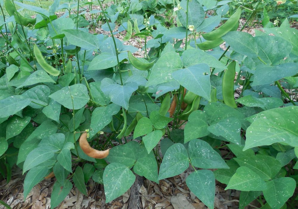 Jackson Wonder Bush Lima Bean Heirloom NonGMO Beans