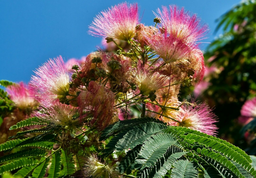 10 Pcs Seeds Mimosa Tree Albizia Julibrissin Cold Hardy Flower - DL ...