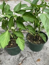 Sweet Lady Bell Pepper 1 Live Plant 10” Tall - $12.87
