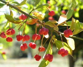 Euonymus Europaeus (European Spindle Tree) 15 seeds - $1.22