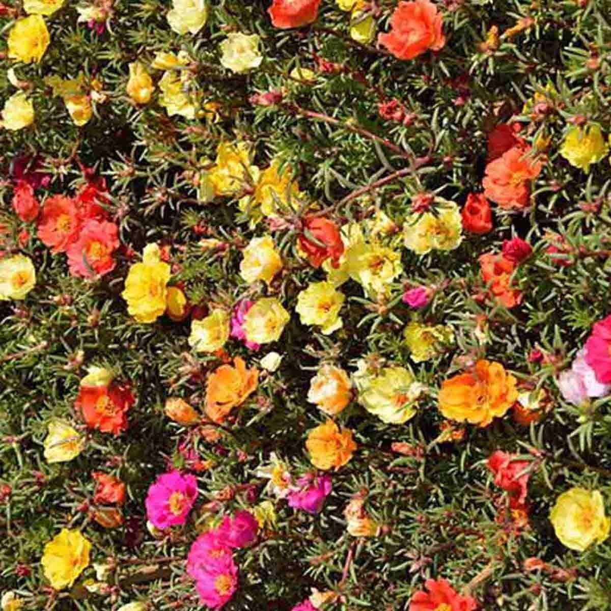 Moss Rose 250 Seeds Purslane Portulaca Grandiflora Groundcover Drought