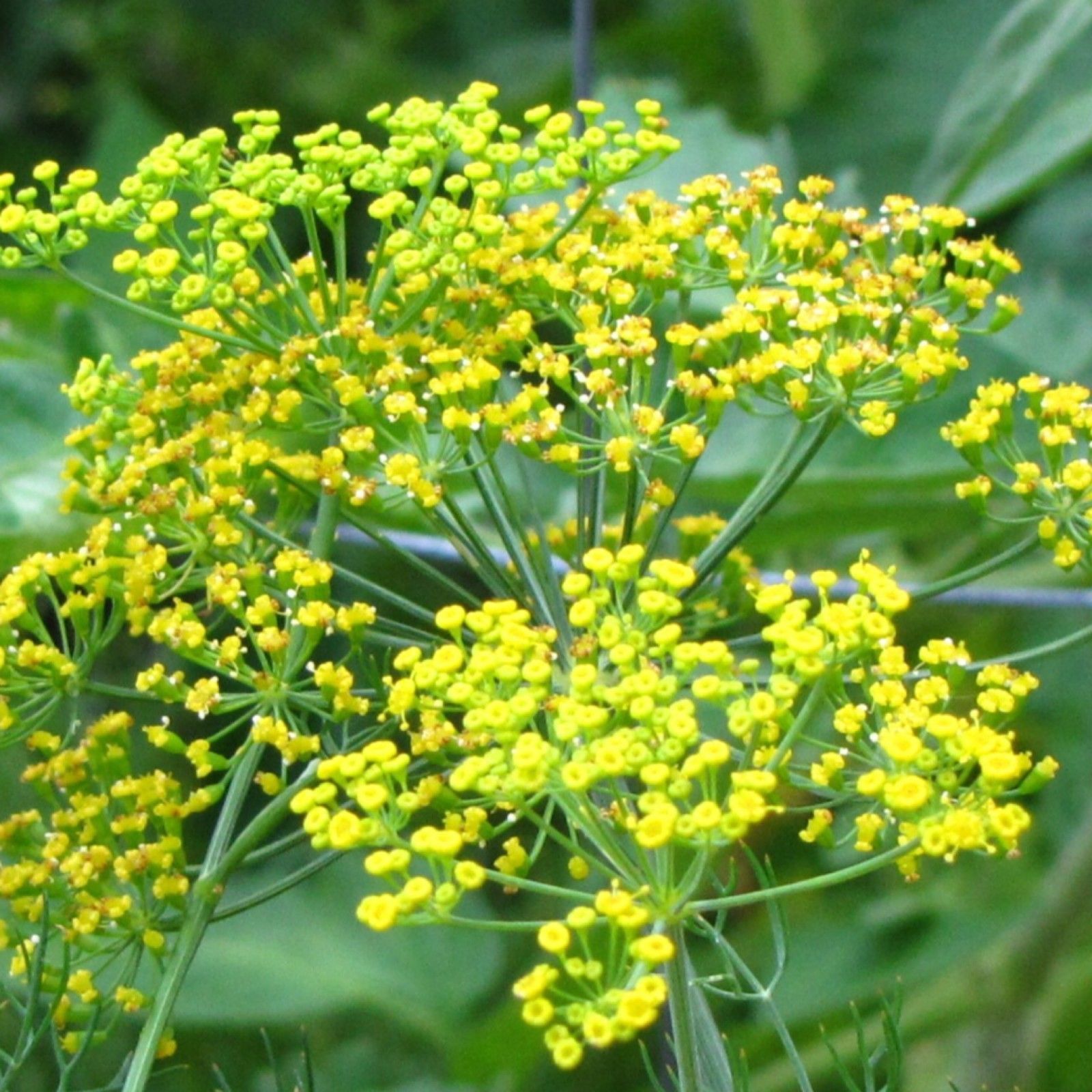 List 105+ Pictures images of fennel plant Superb