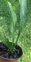 1 Live Plant Rooted - Cast Iron Milky Way Dance Aspidistra Tropical 3" Pot#HWG13 - $25.99