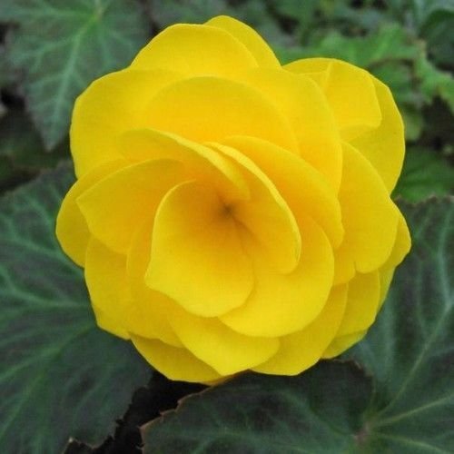 Begonia Double Yellow Tuberosa25 Seeds Seeds