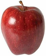 Red Delicious Apple Tree - Healthy Fruit  - Dwarf Tree - Bare Root  -  2-4 ft. image 2