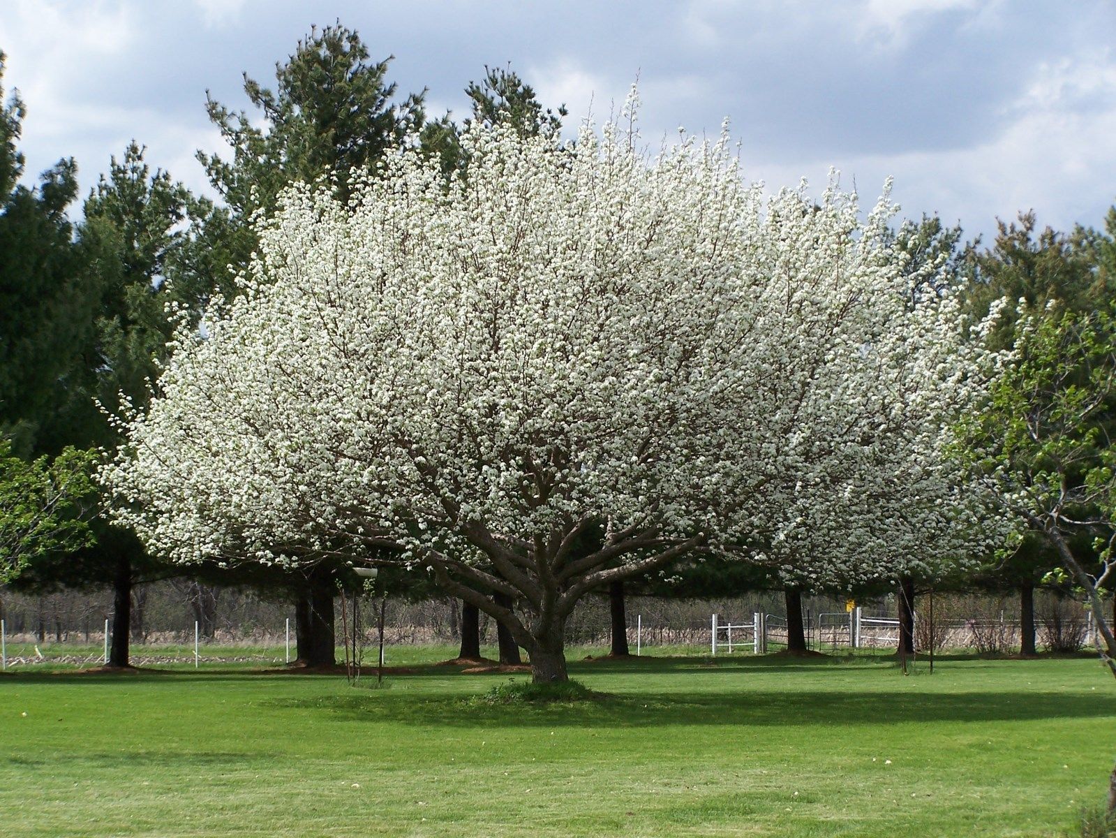 Chinese Pear (Ussurian Pear) Pyrus ussuriensis Tree Seeds (Fast Fall 