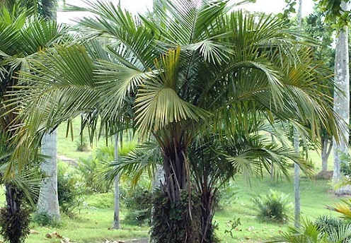 25 Arikury Palm, Syagrus Schizophylla Palm Tree Seeds - Tree Seeds