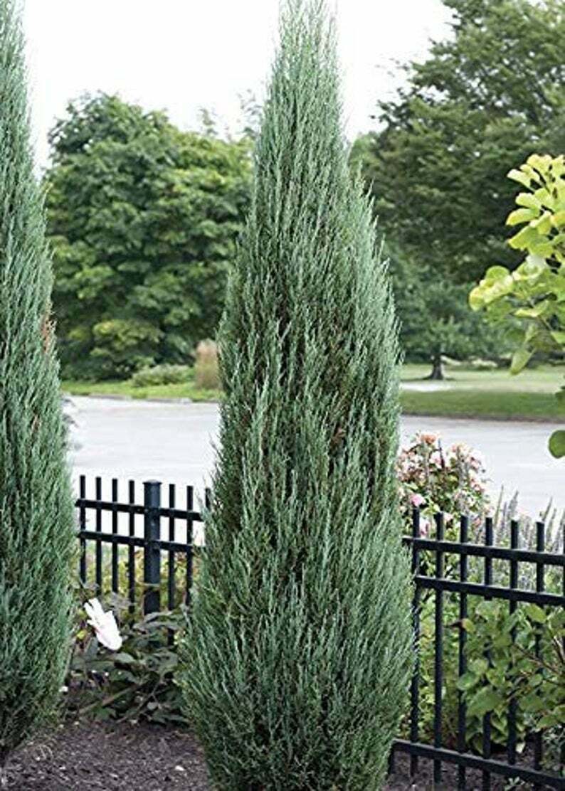 Blue Arrow Juniper Live Trees Juniperus Scopulorum Evergreen